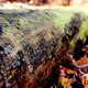 Illustration for article titled 10,000 (Rough Count) Ways To Remove Pine Tree Sap From Everything
